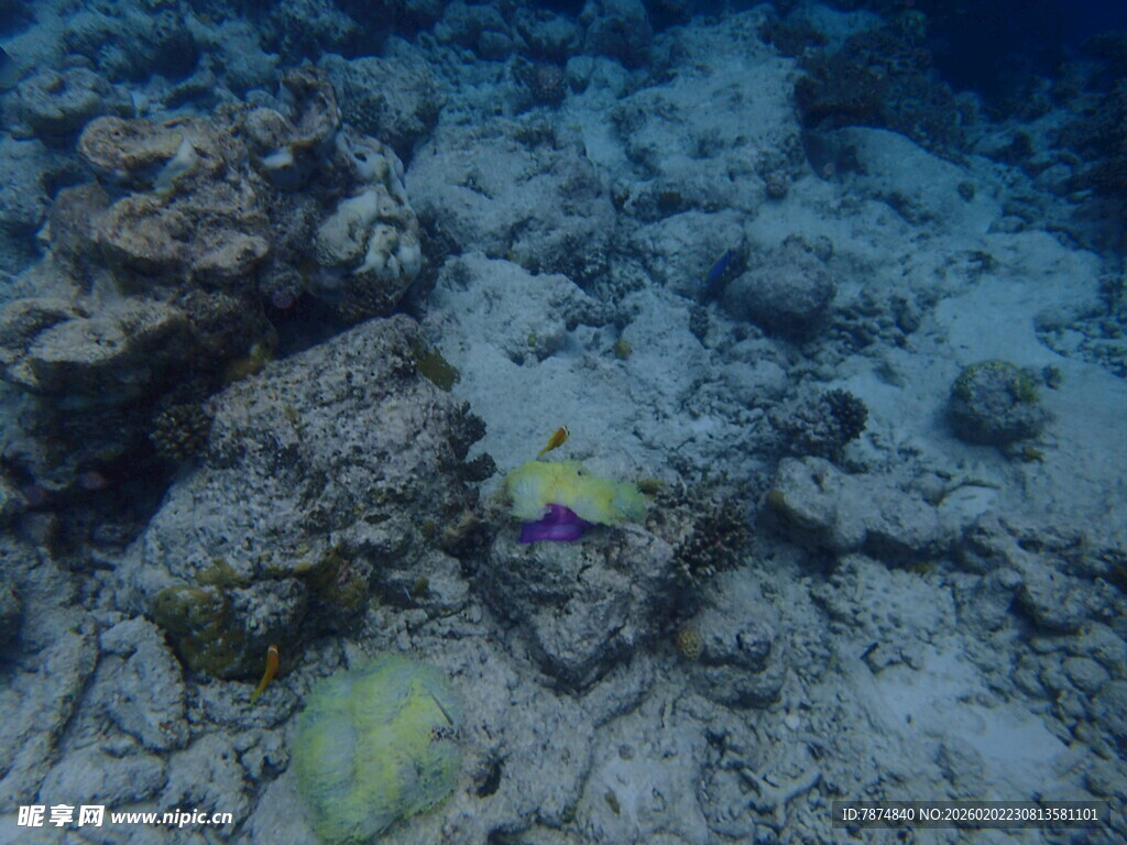 海底多彩小鱼与礁石景观