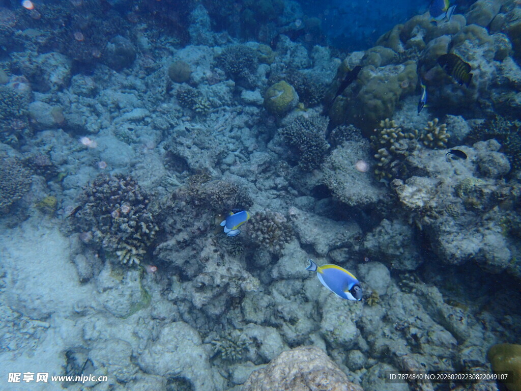 海底游弋的蓝色小鱼