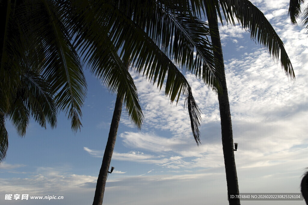 椰树映蓝天 云影共徘徊