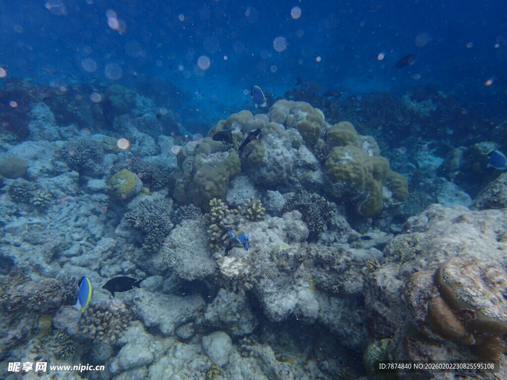 海底珊瑚景观