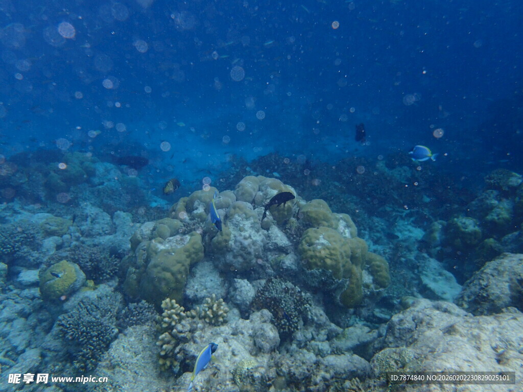 海底斑斓珊瑚景观