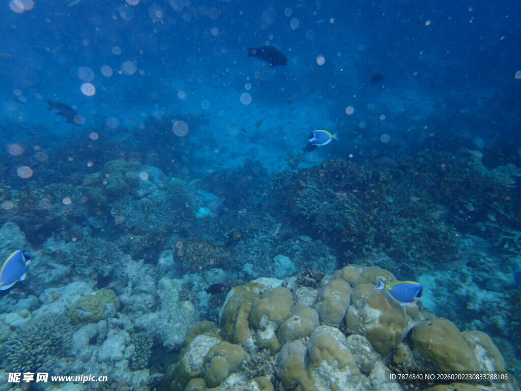 海底珊瑚与游动小鱼