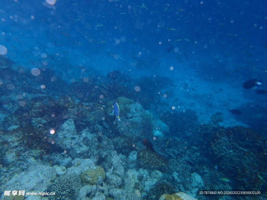 海底斑斓珊瑚景象