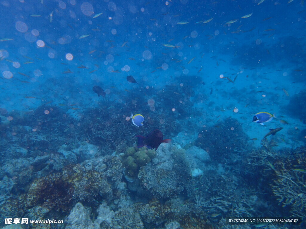 海底斑斓珊瑚与游动小鱼