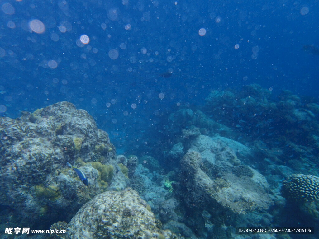 海底绚丽珊瑚景观