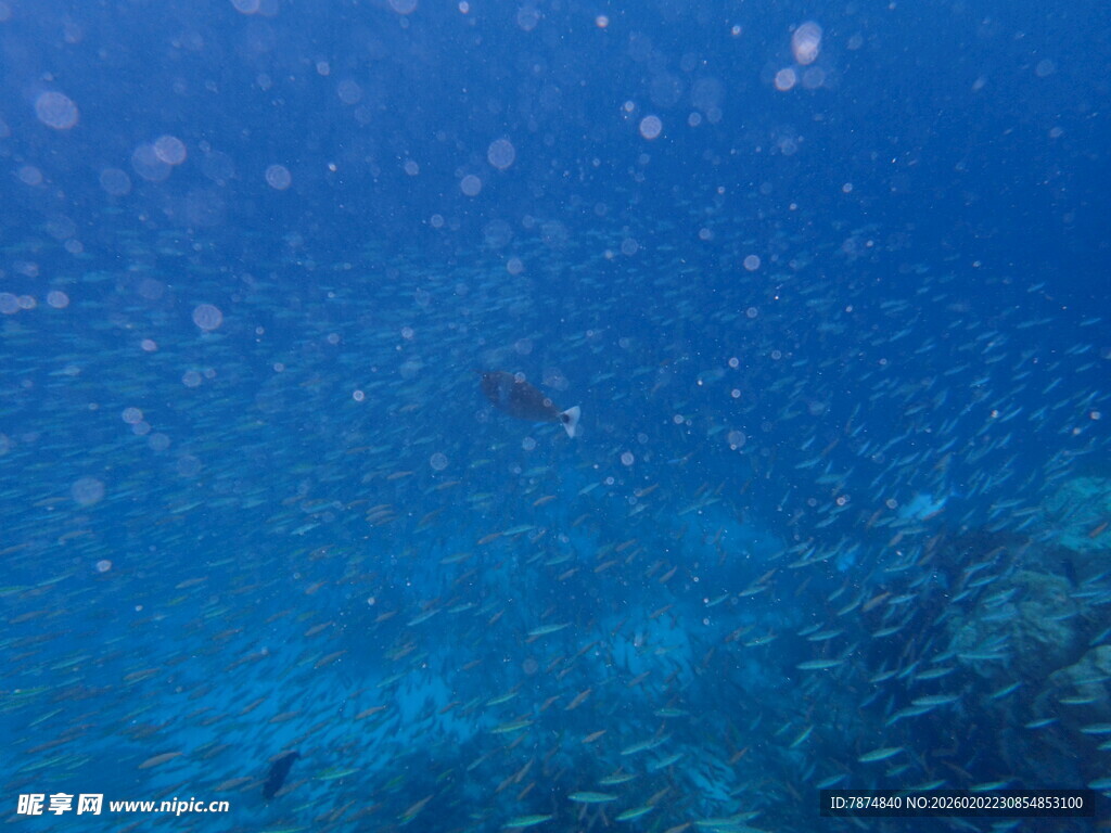 海底奇幻景象 多彩鱼群