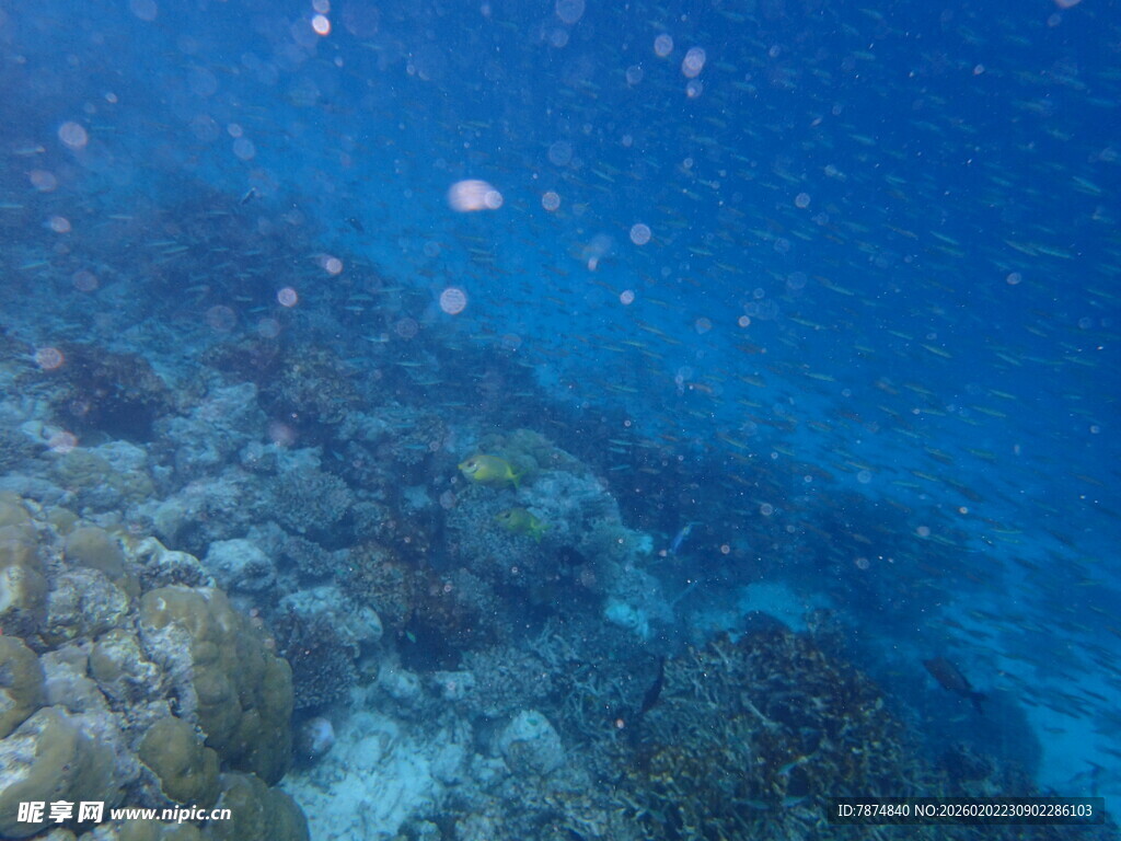 海底斑斓珊瑚与游动小鱼