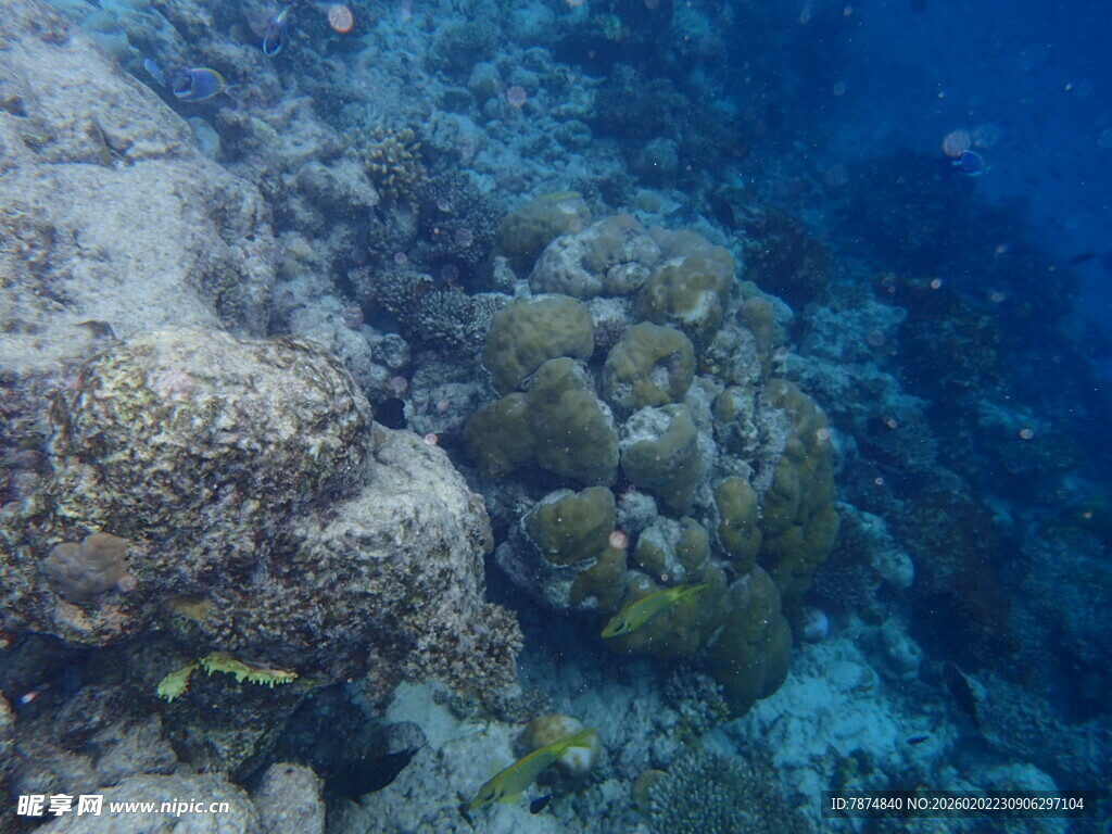 海底多彩珊瑚景观