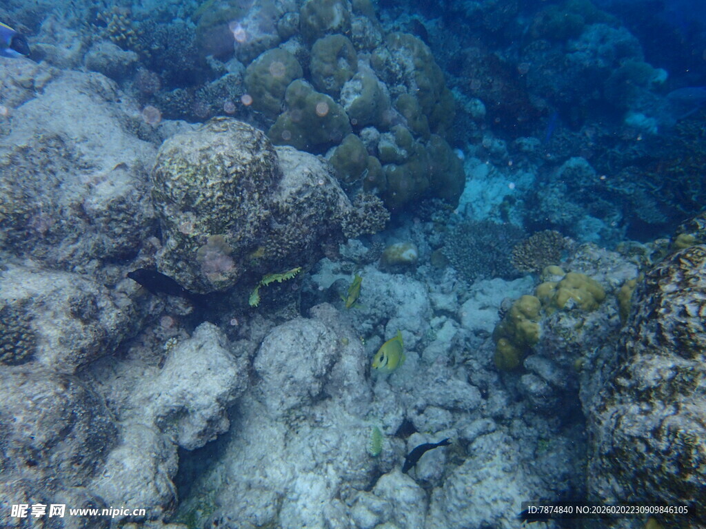 海底珊瑚礁景观