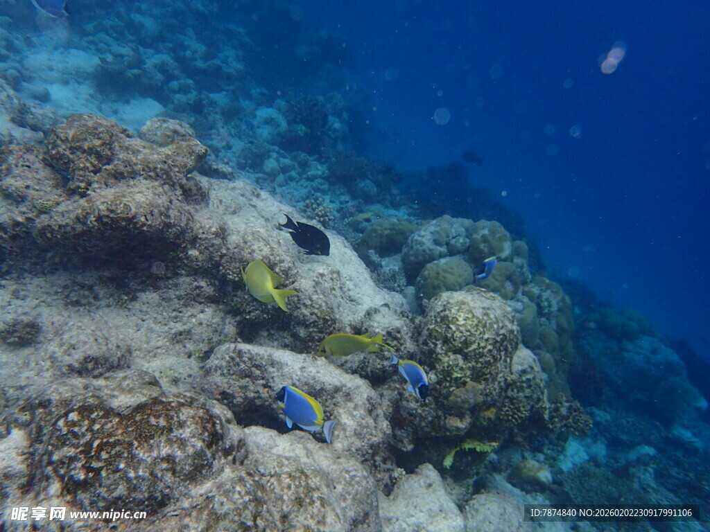 海底多彩珊瑚与游动小鱼