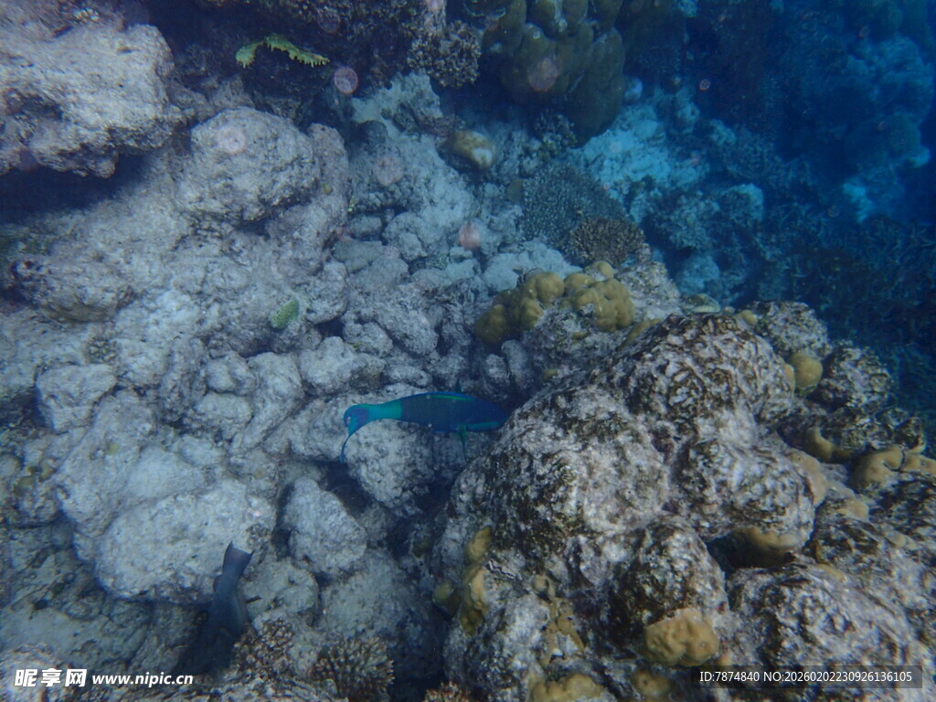 海底礁石旁的蓝色小鱼