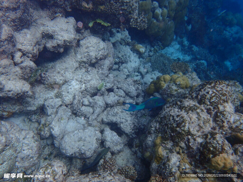 海底礁石景观