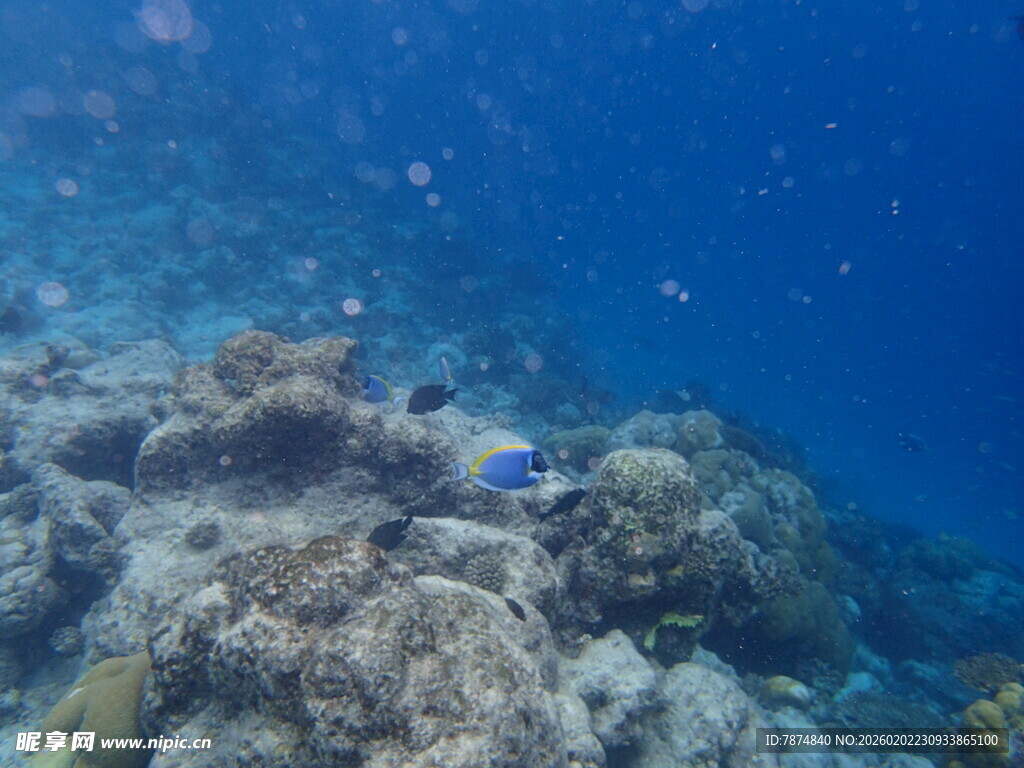 海底多彩珊瑚礁景观
