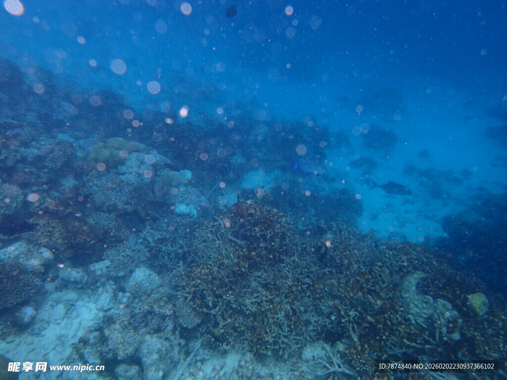 海底珊瑚景观