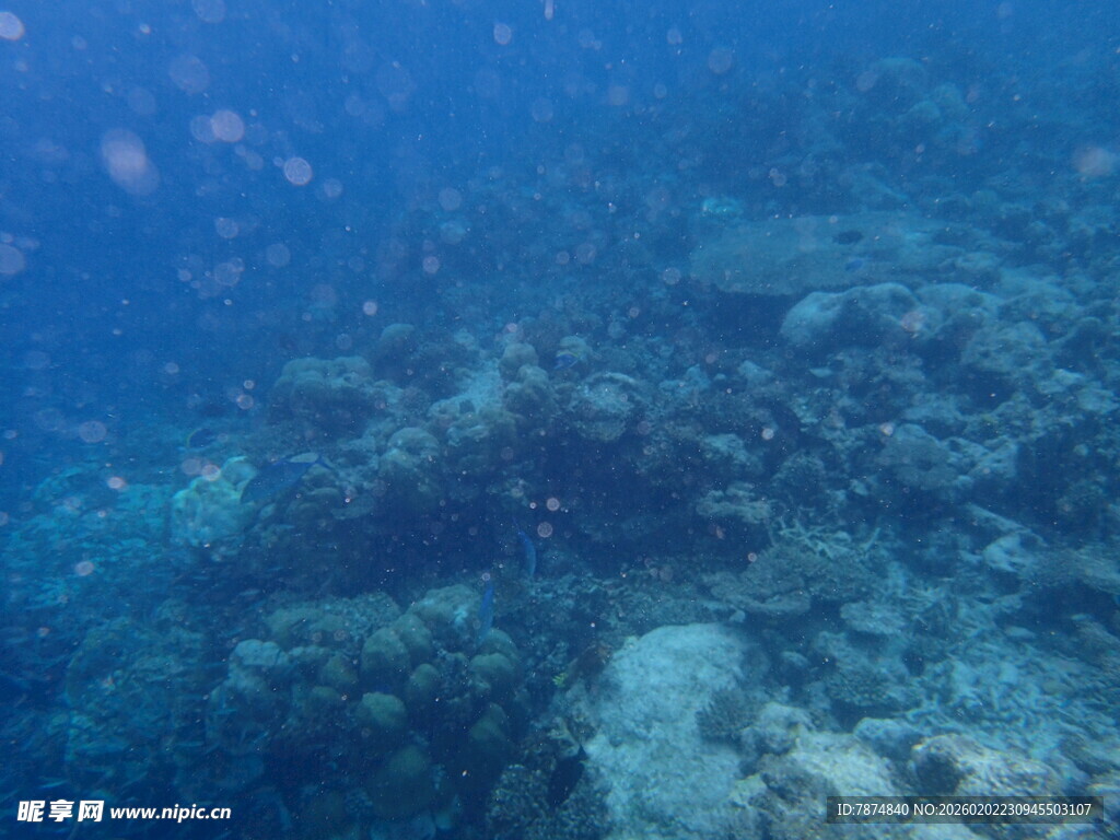 海底美丽珊瑚礁景观