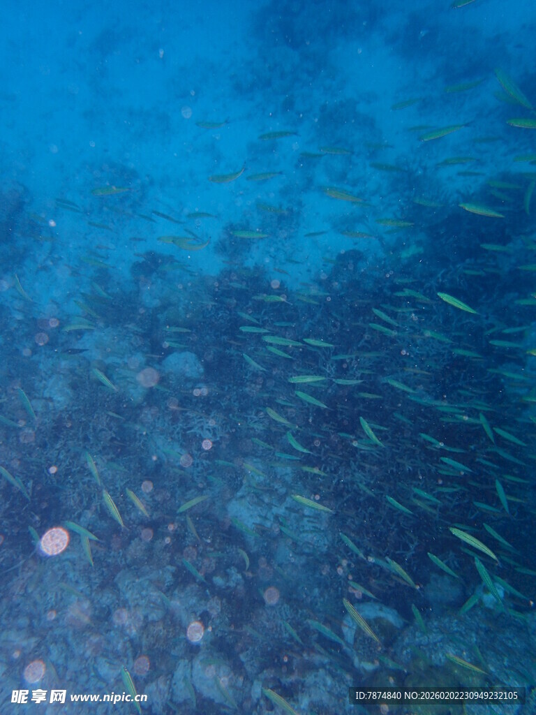 海底鱼群畅游美景