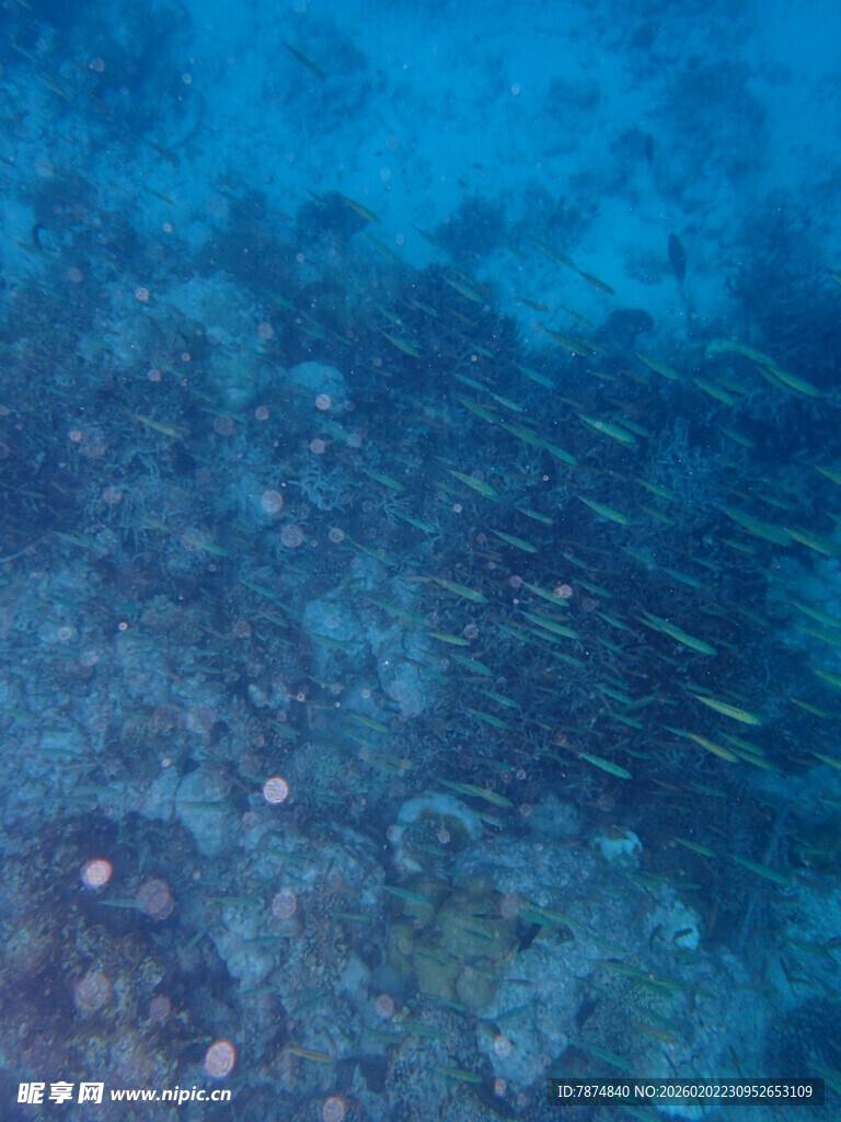 海底珊瑚与群鱼景象