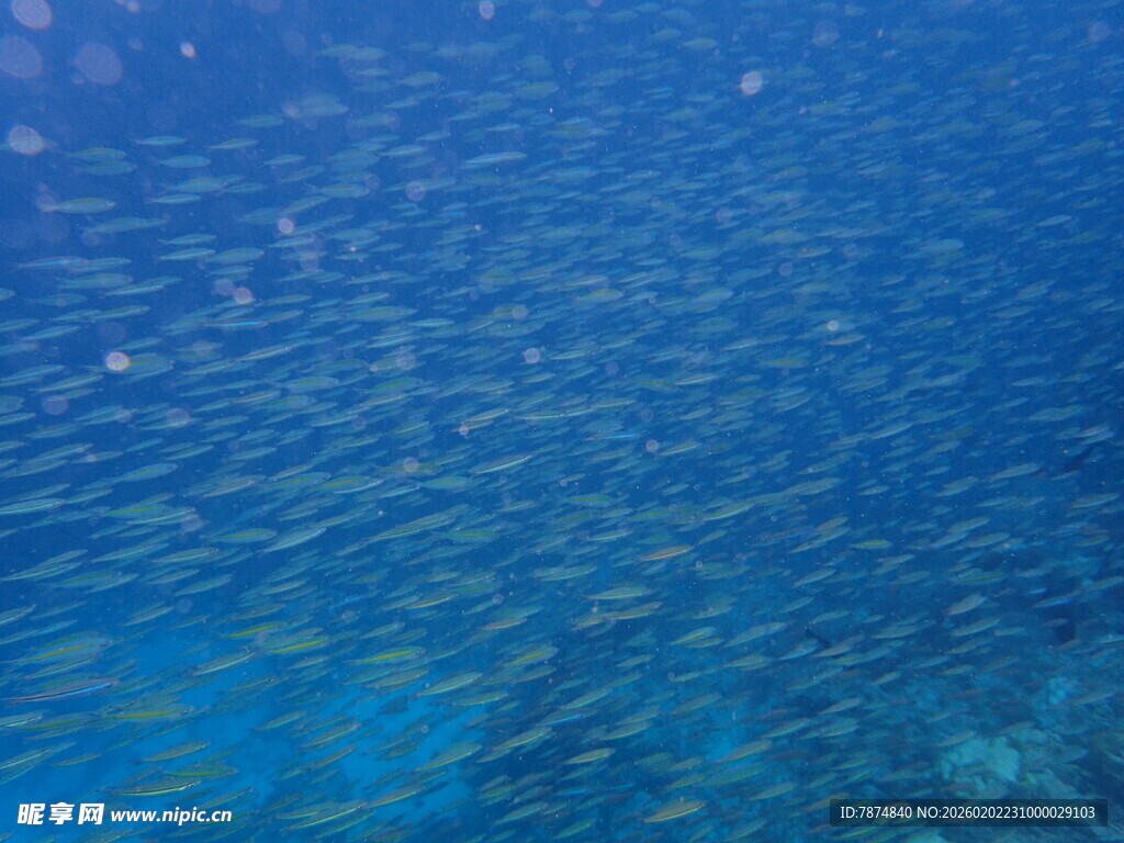 蓝色海洋中的群鱼景观