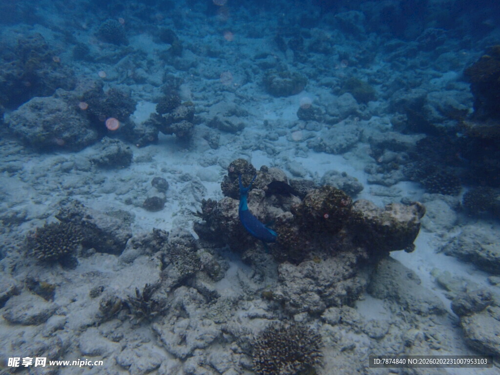 海底珊瑚礁景观