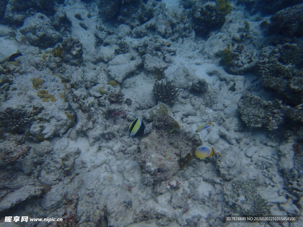 海底世界中的多彩小鱼