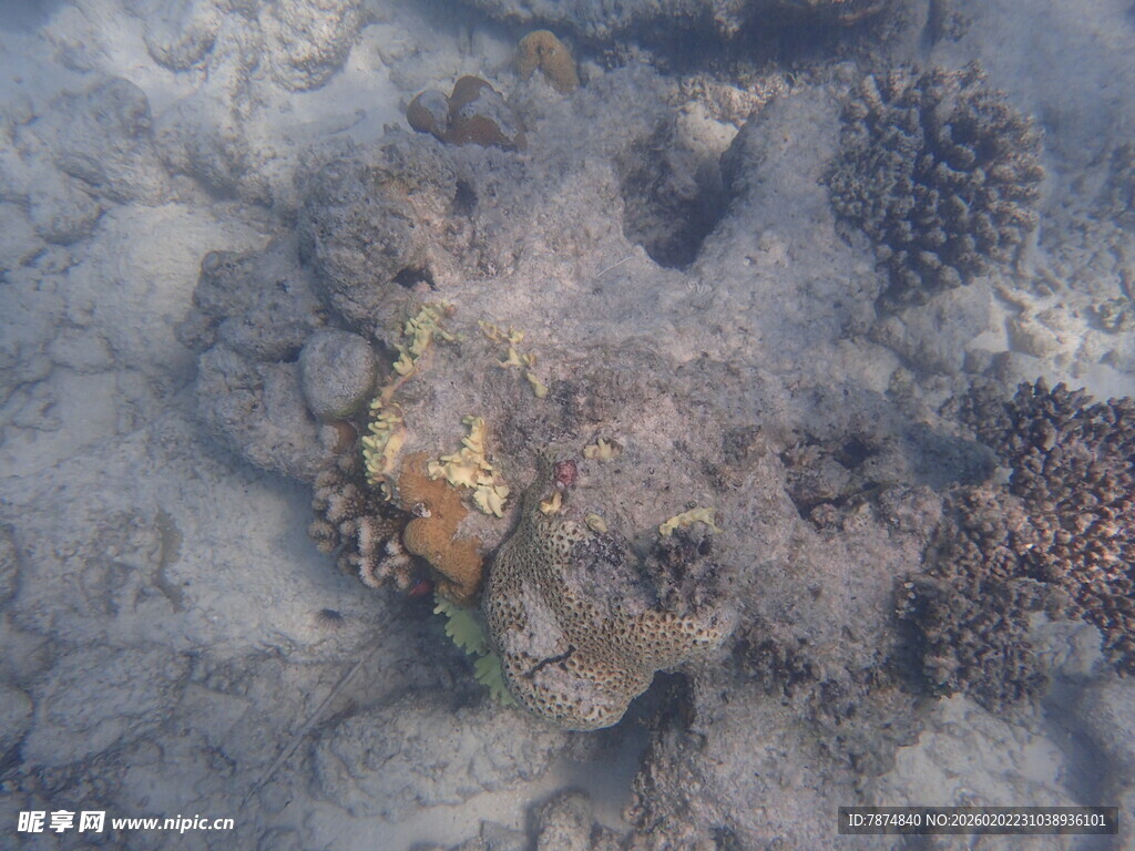 马尔代夫海底珊瑚礁景象