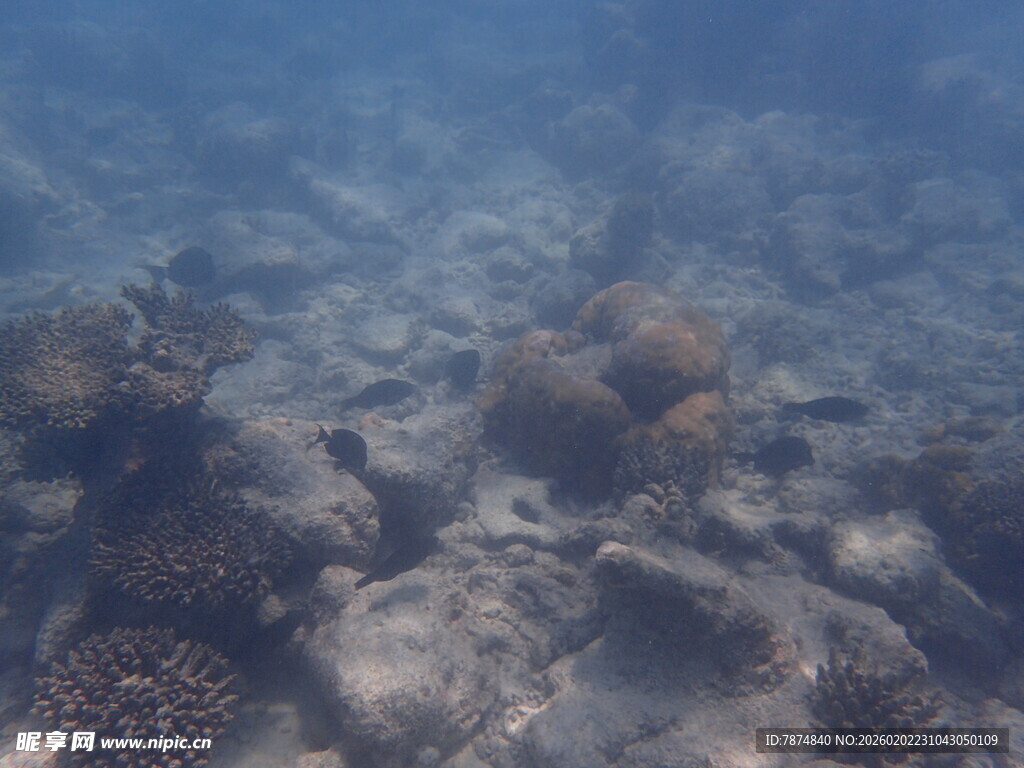 海底珊瑚景观