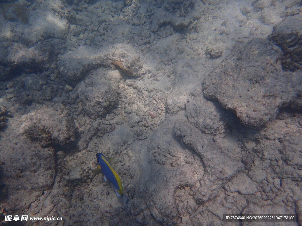海底礁石旁的蓝色小鱼