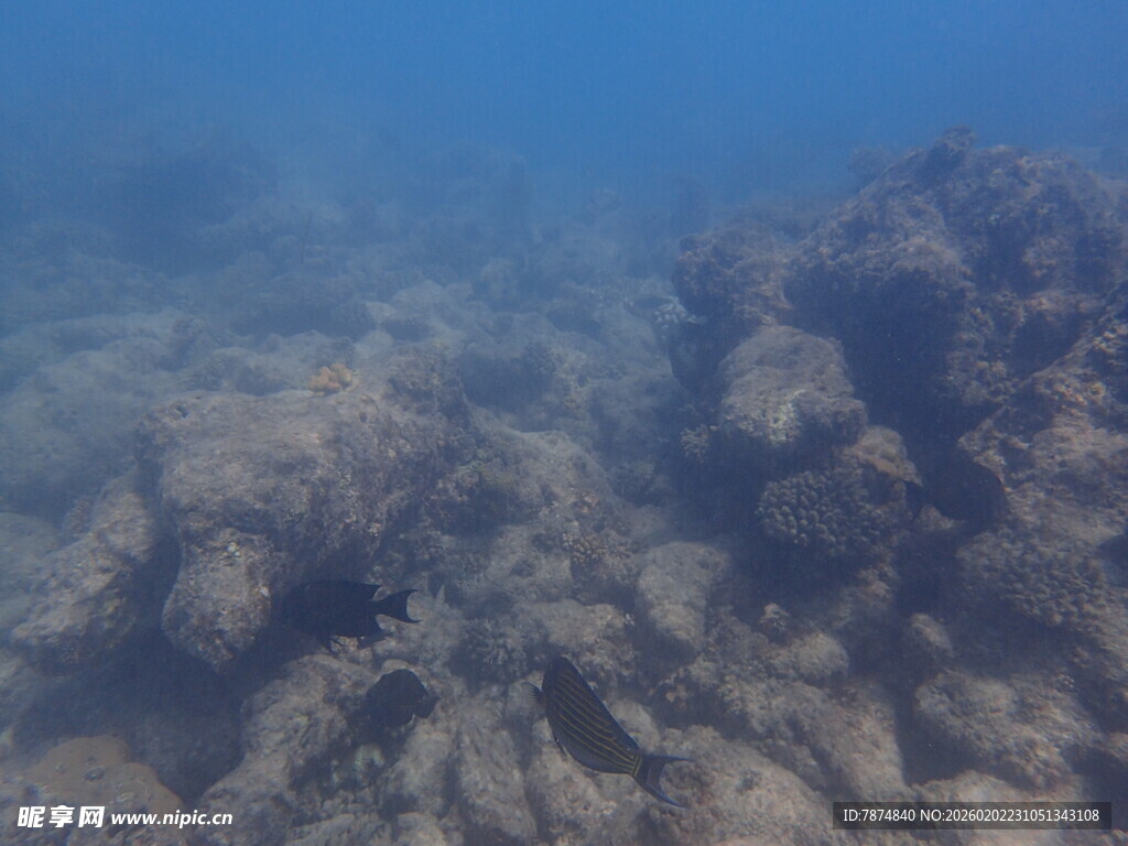 马尔代夫海底珊瑚景观