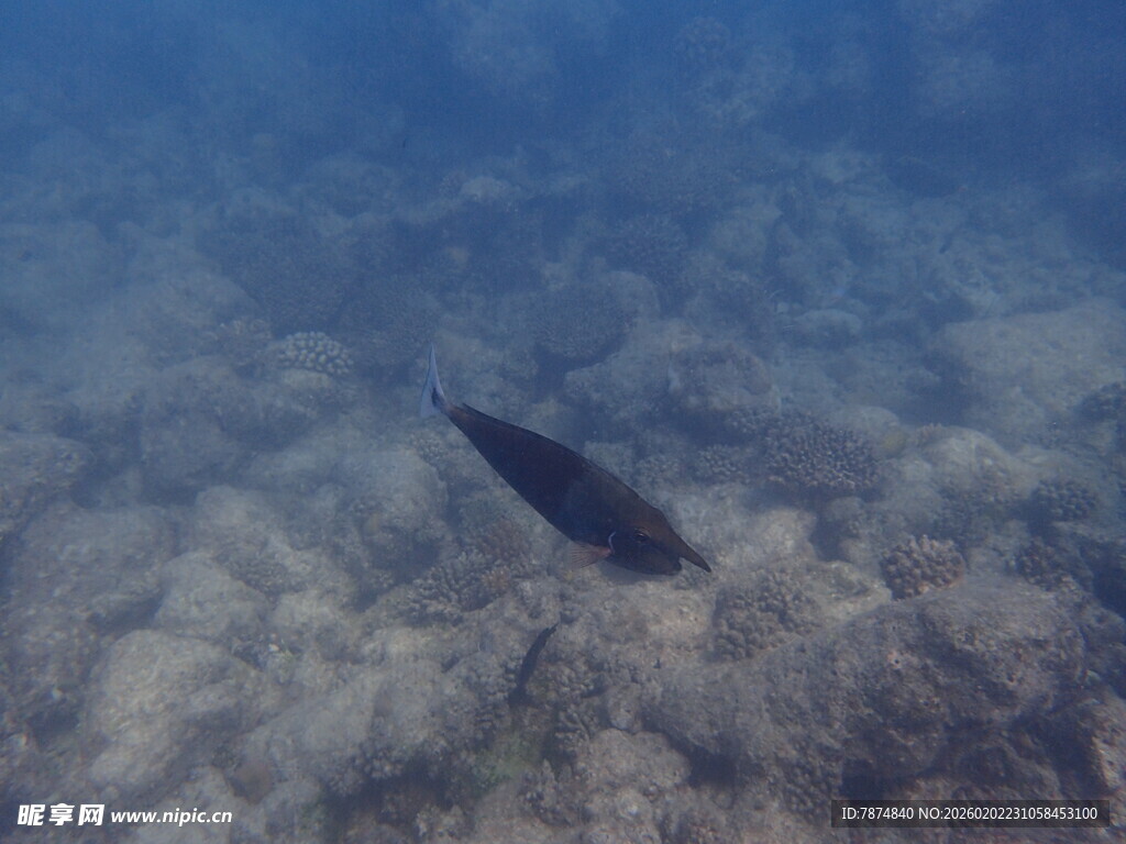 马尔代夫深海中游动的神秘鱼类