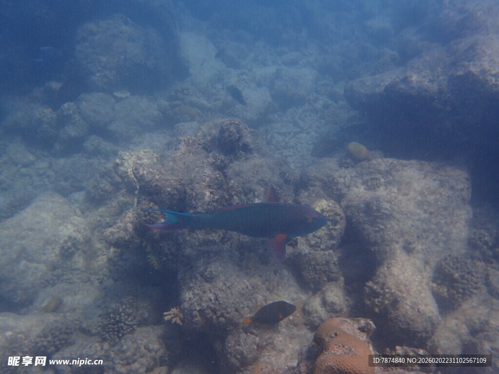 马尔代夫海底游动的彩色小鱼