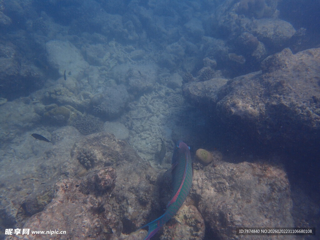 海底游动的彩色小鱼
