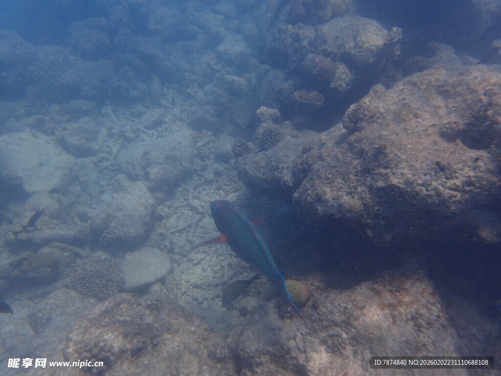 海底礁石旁的神秘鱼类