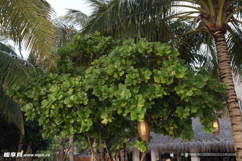 马尔代夫繁茂绿树与棕榈树景观