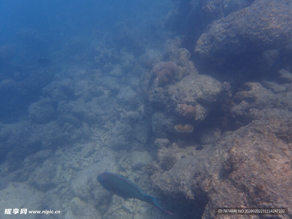 马尔代夫海底世界中的神秘鱼类