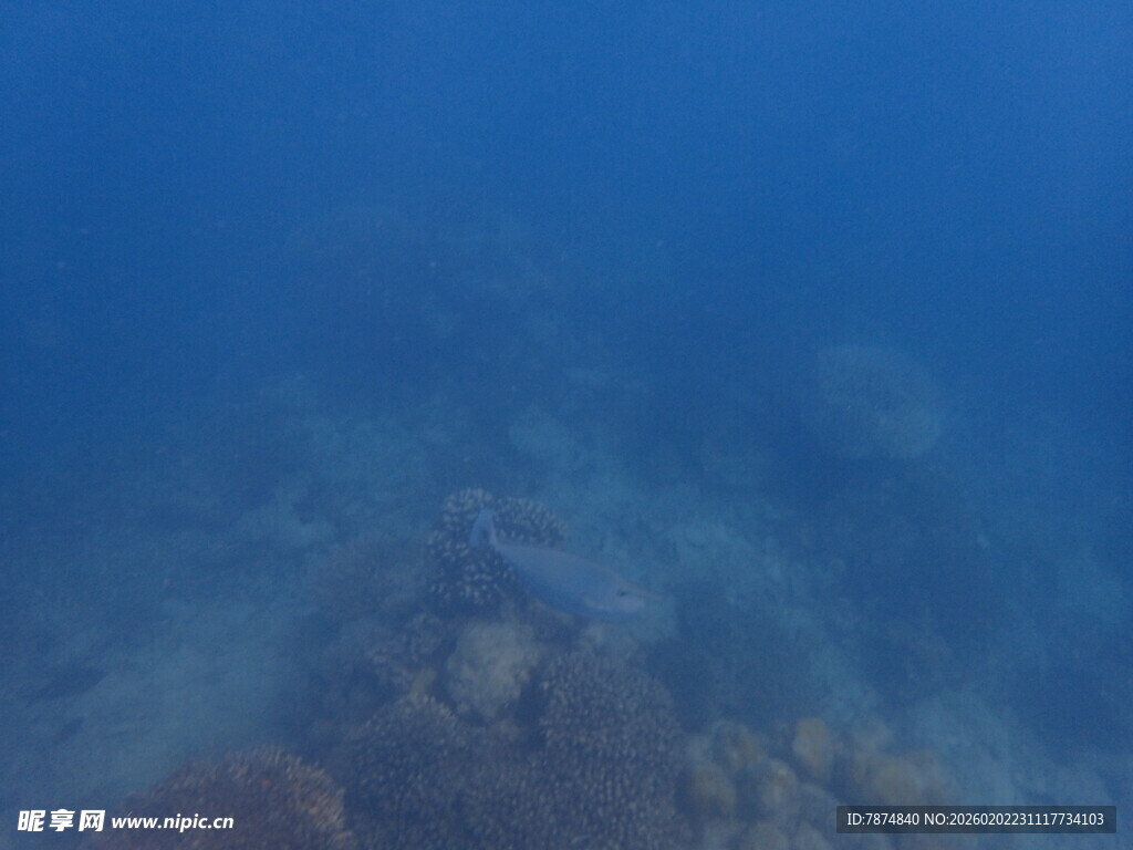 马尔代夫海底珊瑚景观