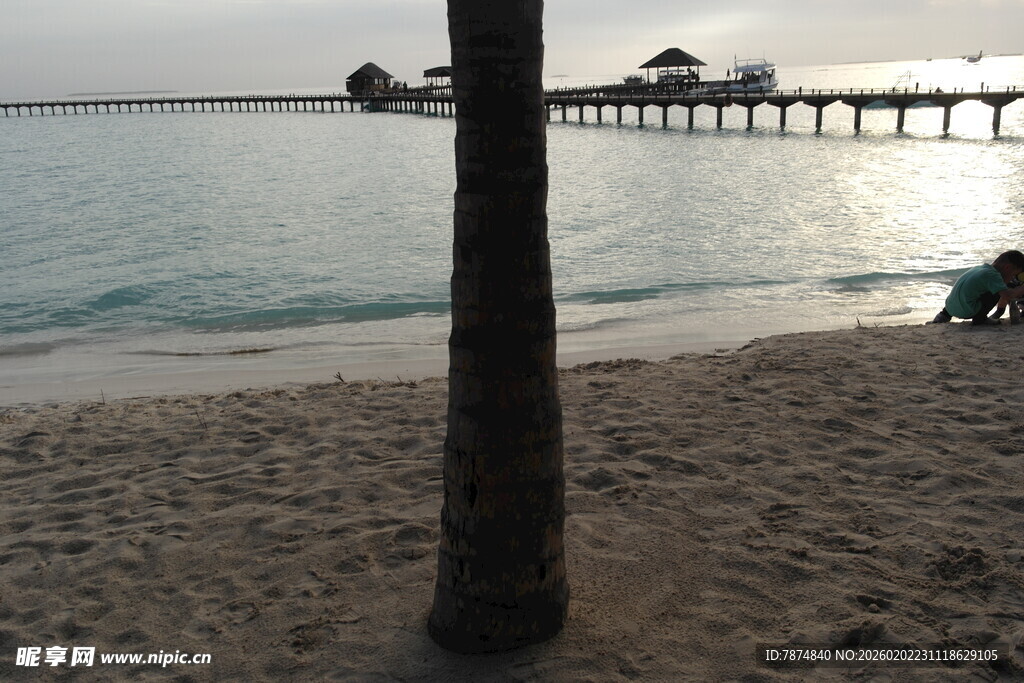 马尔代夫海边沙滩上的孤独树干