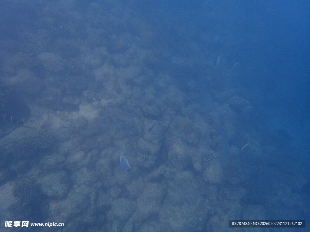 马尔代夫海底景象 神秘蓝色世界