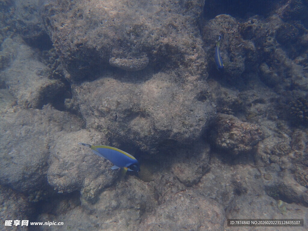 马尔代夫海底世界中的蓝色小鱼