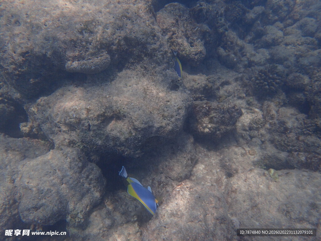 马尔代夫海底礁石间的蓝色小鱼