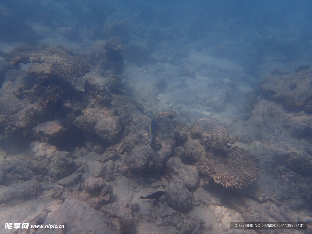 马尔代夫海底珊瑚礁景观