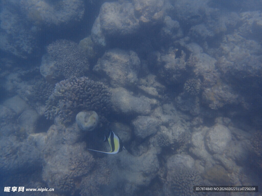 马尔代夫海底礁石旁的小鱼