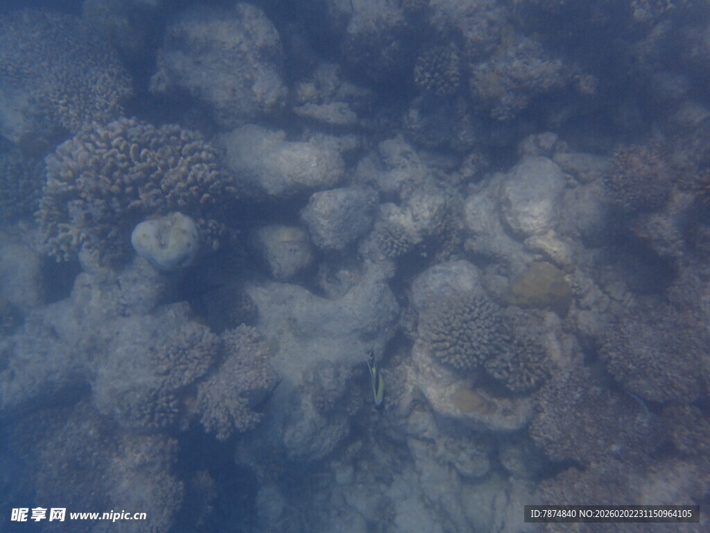 马尔代夫海底珊瑚景观
