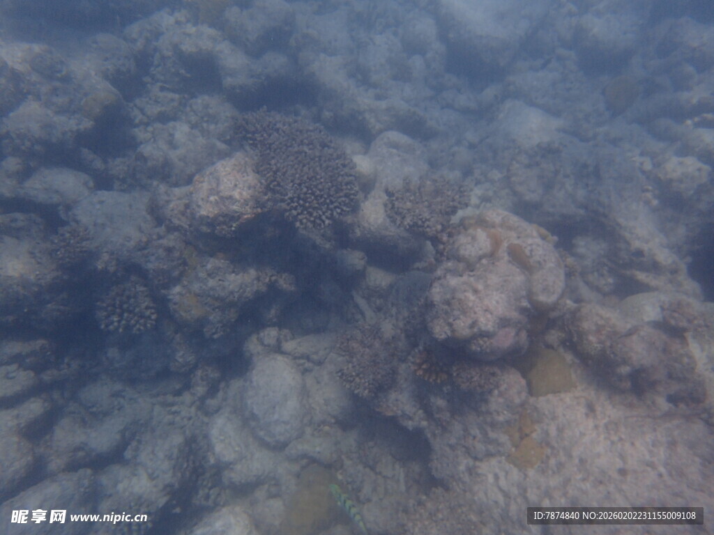 马尔代夫海底珊瑚景象