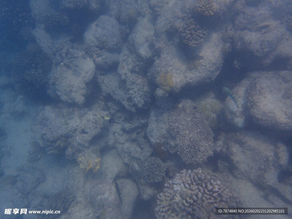 马尔代夫海底珊瑚景观