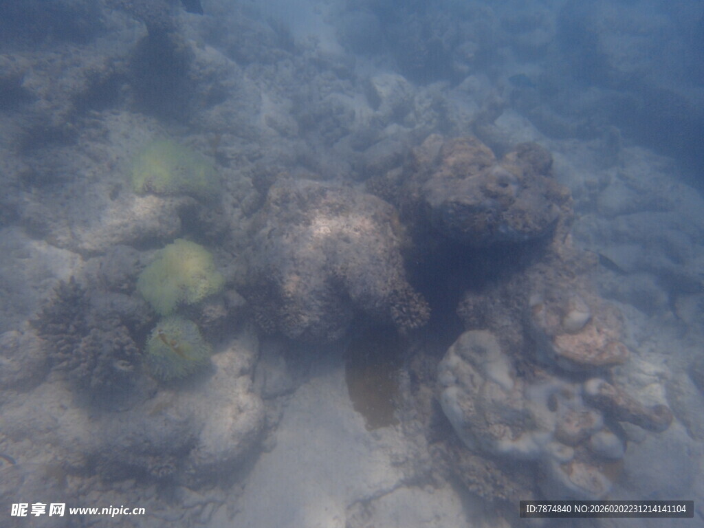 马尔代夫海底珊瑚景观