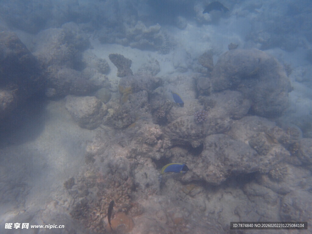 马尔代夫海底珊瑚景观