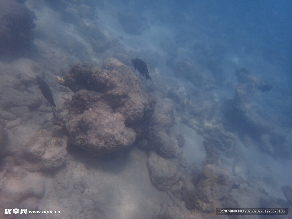 马尔代夫海底珊瑚景观