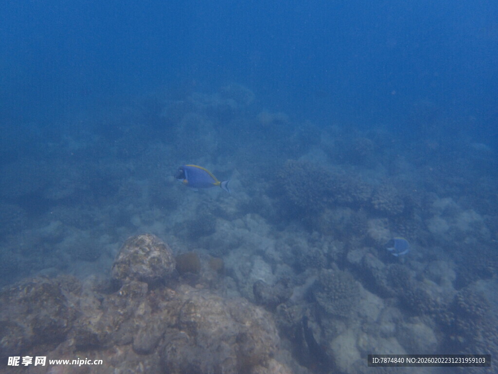 马尔代夫海底珊瑚景观