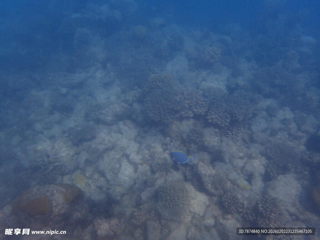 马尔代夫海底珊瑚景象