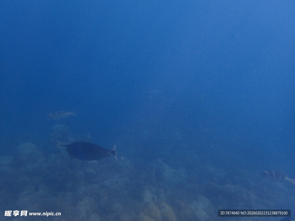 马尔代夫海底游鱼景象